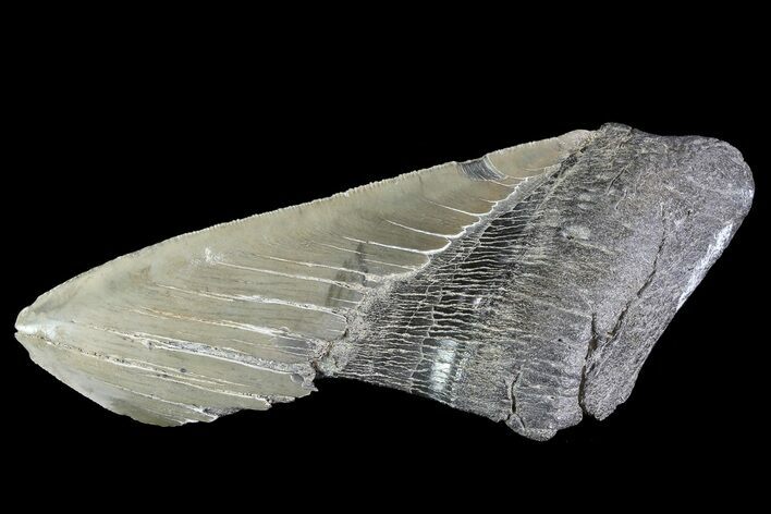 Partial Fossil Megalodon Tooth - Serrated Blade #82836